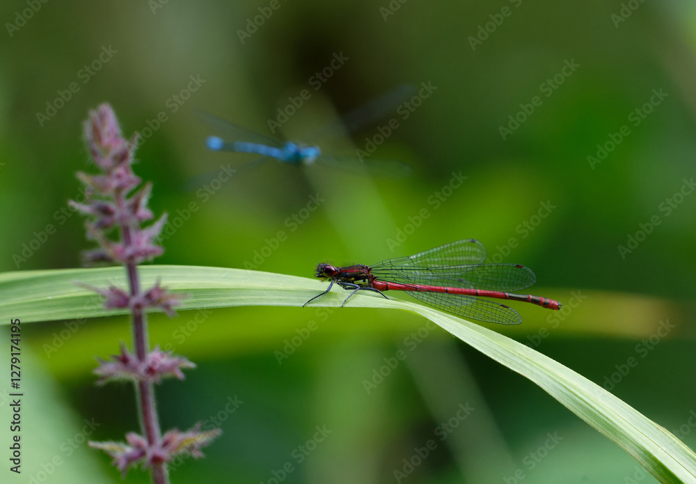 Red damselfly resting on a leave Red damselfly resting on a leave