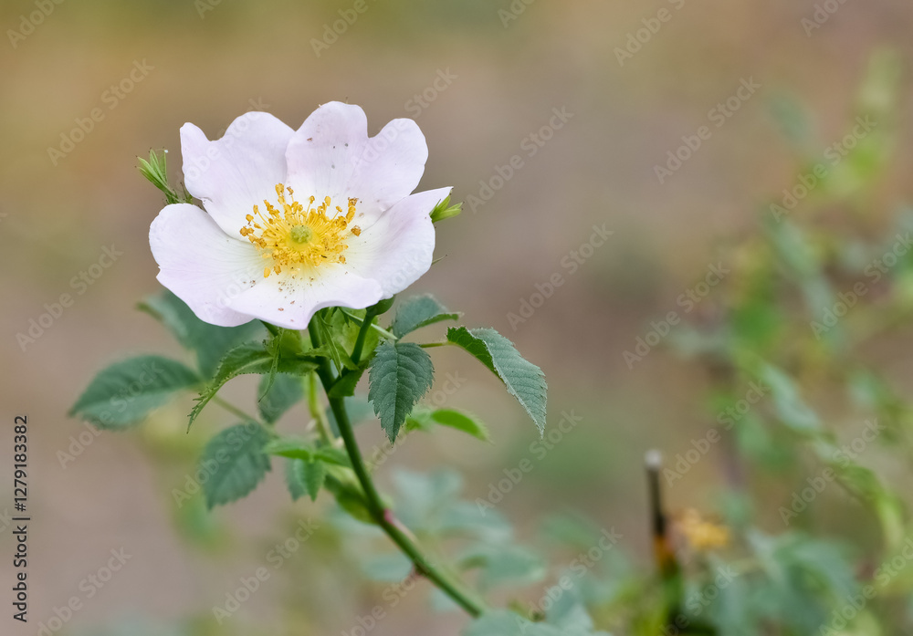 Fototapeta premium peaceful flowers and natural environment in nature