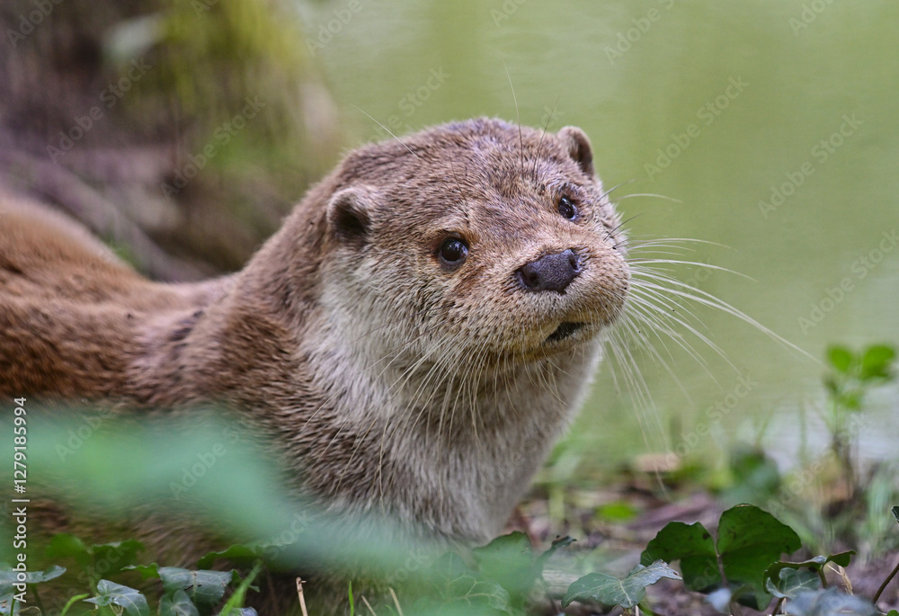 Fototapeta premium Otter in his natural environment