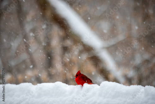 male northern red cardinal in snow storm in southern Maryland Calvert county use winter cold