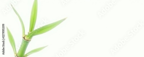Single bamboo stem isolated on white background, bamboo, natural, white
