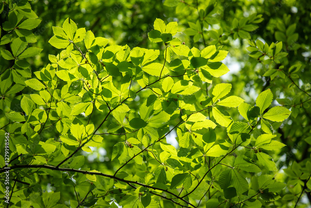 Green tree leaves on a blurred nature background. Green tree leaves on a blurred nature background.