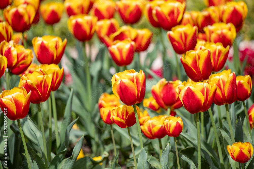 Field of colorful tulips, many red flowers. Field of spring flowers. Tulip field Red tulips, yellow tulips, pink flowers. Field of colorful tulips, many red flowers. Field of spring flowers. Tulip field Red tulips, yellow tulips, pink flowers.