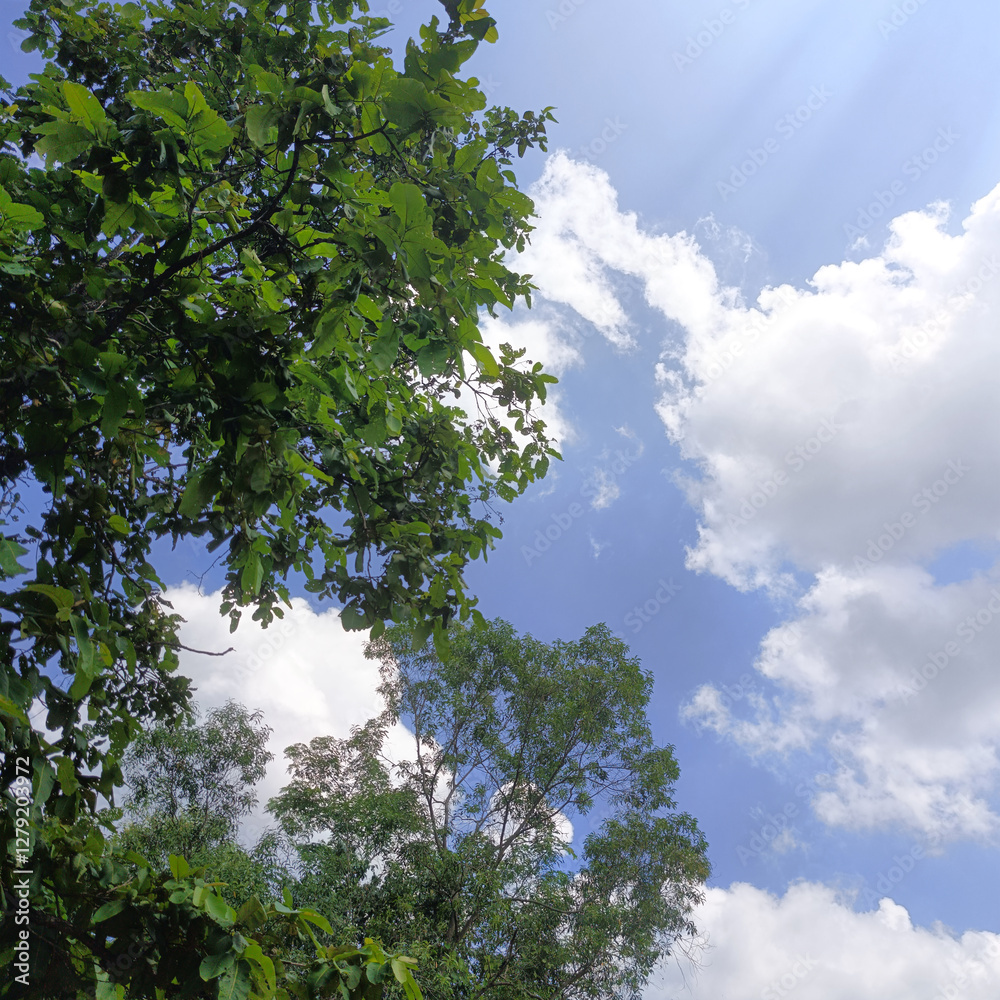 Fototapeta premium photo of trees on a hilltop against a bright blue sky background