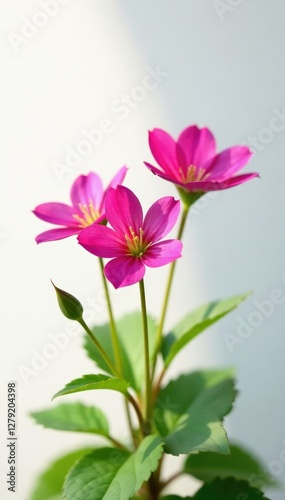 Pink purslane in full bloom against white background, petals, bloom, sunlight