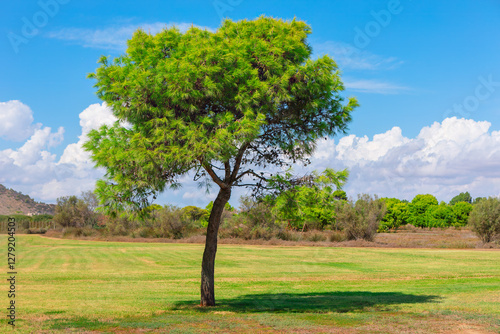 Obraz na płótnie A lone pine tree stands tall in a grassy field in springtime, bathed in sunlight. Single tree standing in the middle of a grassy field under a bright blue sky with scattered clouds w salonie