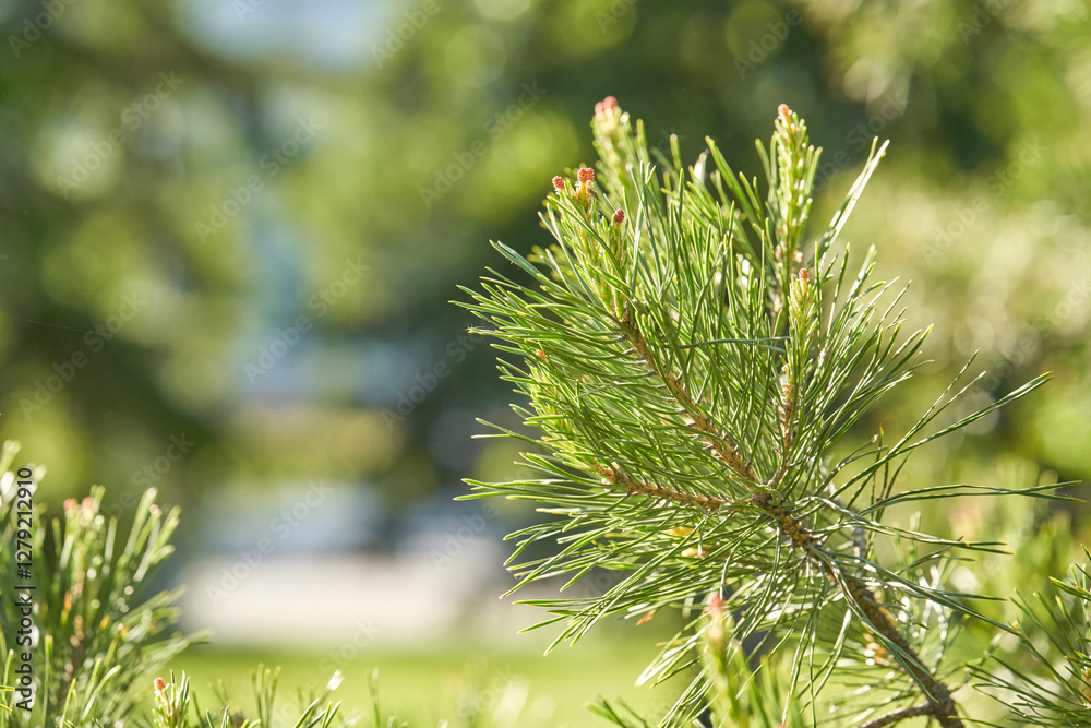 Sunlit pine branch with green needles in sunny forest background. Sunlit pine branch with green needles in sunny forest background.