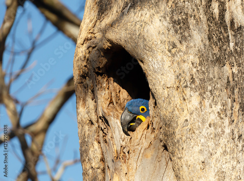 Hyacinth macaw nesting in a palm tree