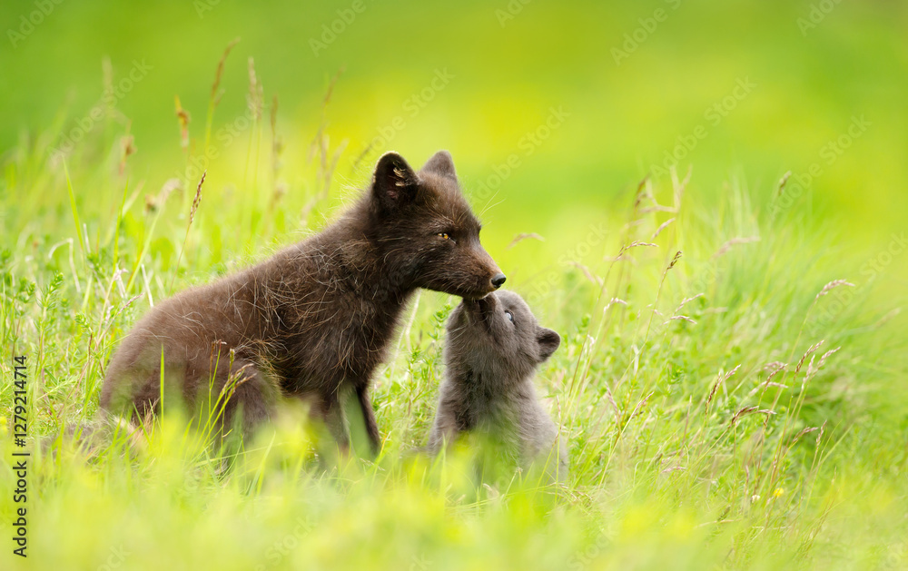 Fototapeta premium Arctic fox mum with playful cub in summer