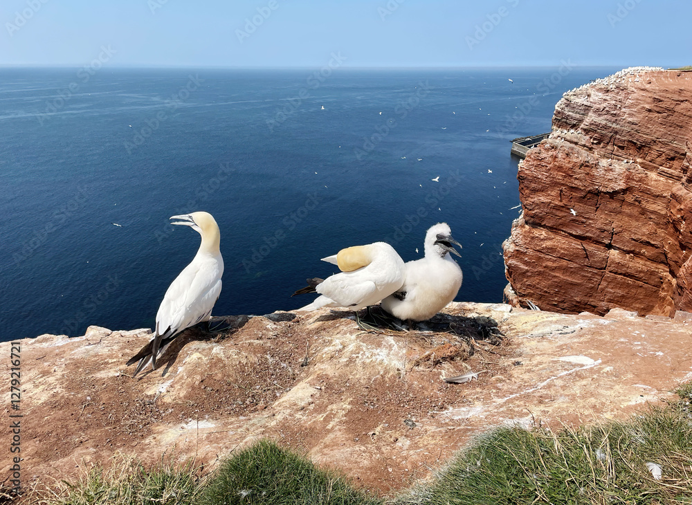 Northern gannets – Morus bassanus - on the red cliffs of the German offshore island of Heligoland, Schleswig Holstein, Germany, Europe