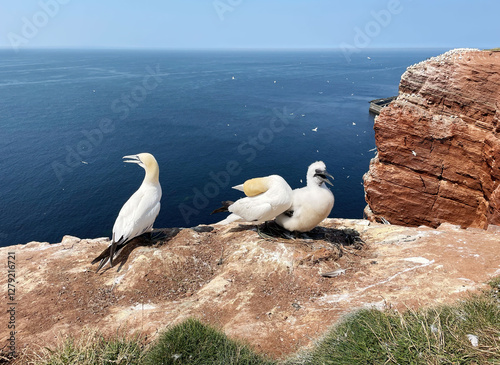Obraz na płótnie Northern gannets – Morus bassanus - on the red cliffs of the German offshore island of Heligoland, Schleswig Holstein, Germany, Europe w salonie