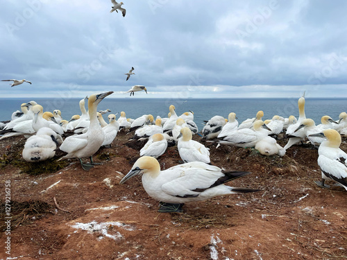 Obraz na płótnie Northern gannets – Morus bassanus - on the red cliffs of the German offshore island of Heligoland, Schleswig Holstein, Germany, Europe w salonie
