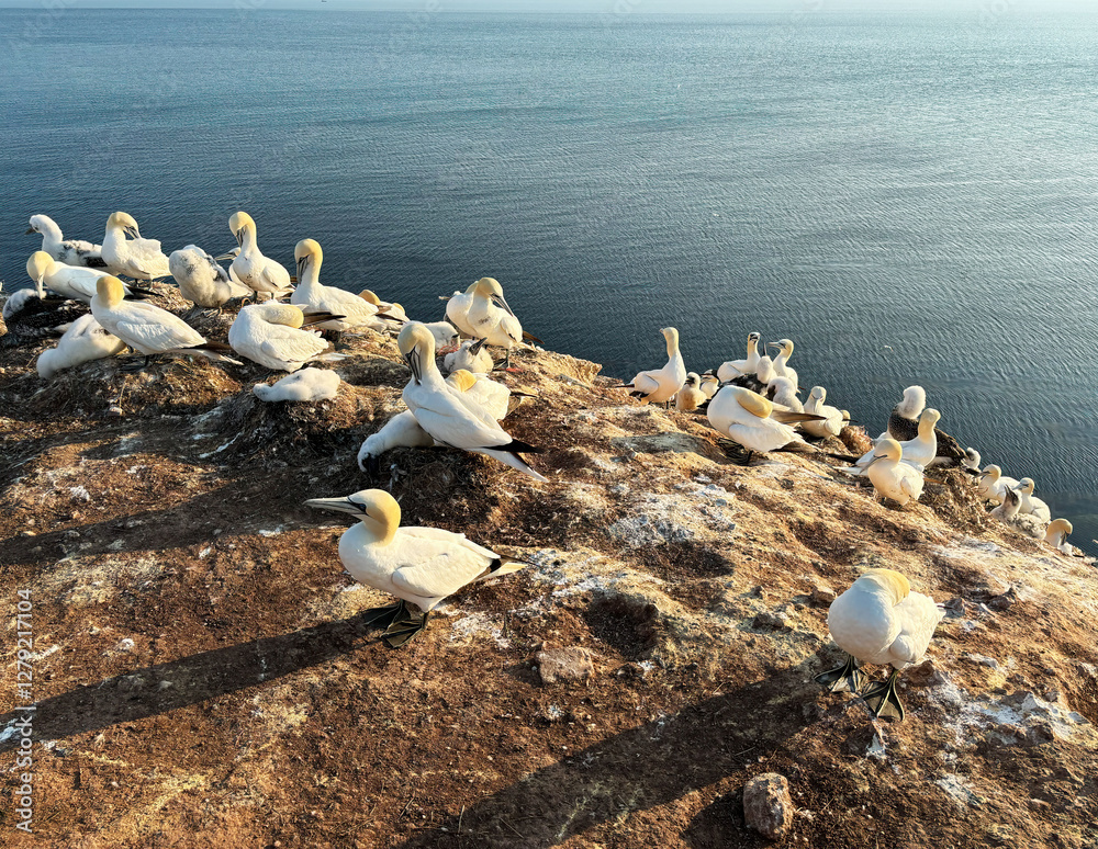 Northern gannets – Morus bassanus - on the red cliffs of the German offshore island of Heligoland, Schleswig Holstein, Germany, Europe