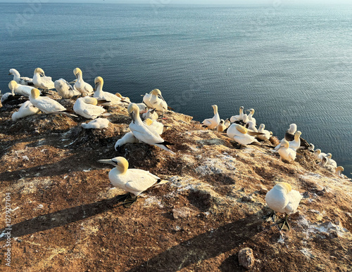 Obraz na płótnie Northern gannets – Morus bassanus - on the red cliffs of the German offshore island of Heligoland, Schleswig Holstein, Germany, Europe w salonie