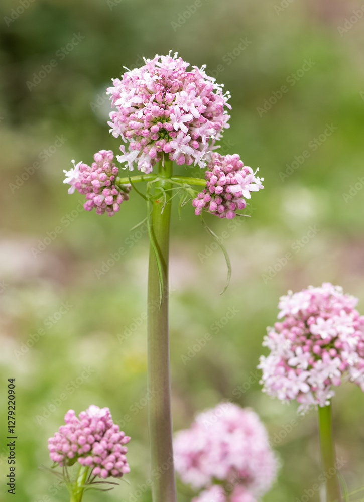 Obraz premium wild plants, photos of medicinal flowers.