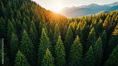 Captivating aerial view of lush green forest thriving under sunlight