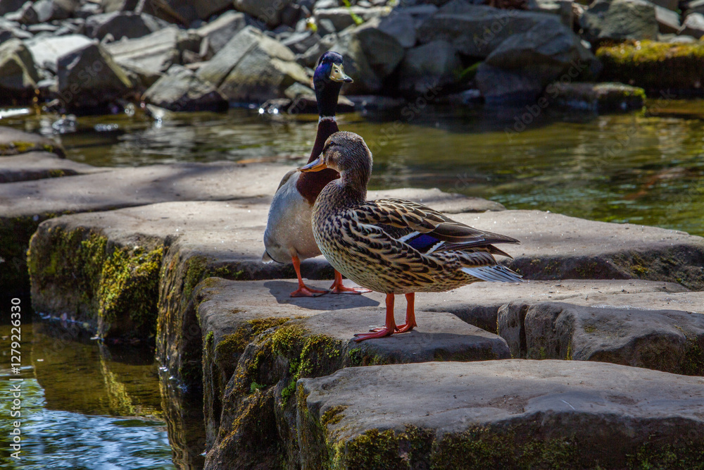 Love of ducks : A drake chases a duck in a Japanese garden