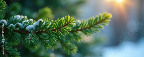 Shallow depth of field on Nordmann fir branch, nordmann fir, coniferous, winter foliage photo