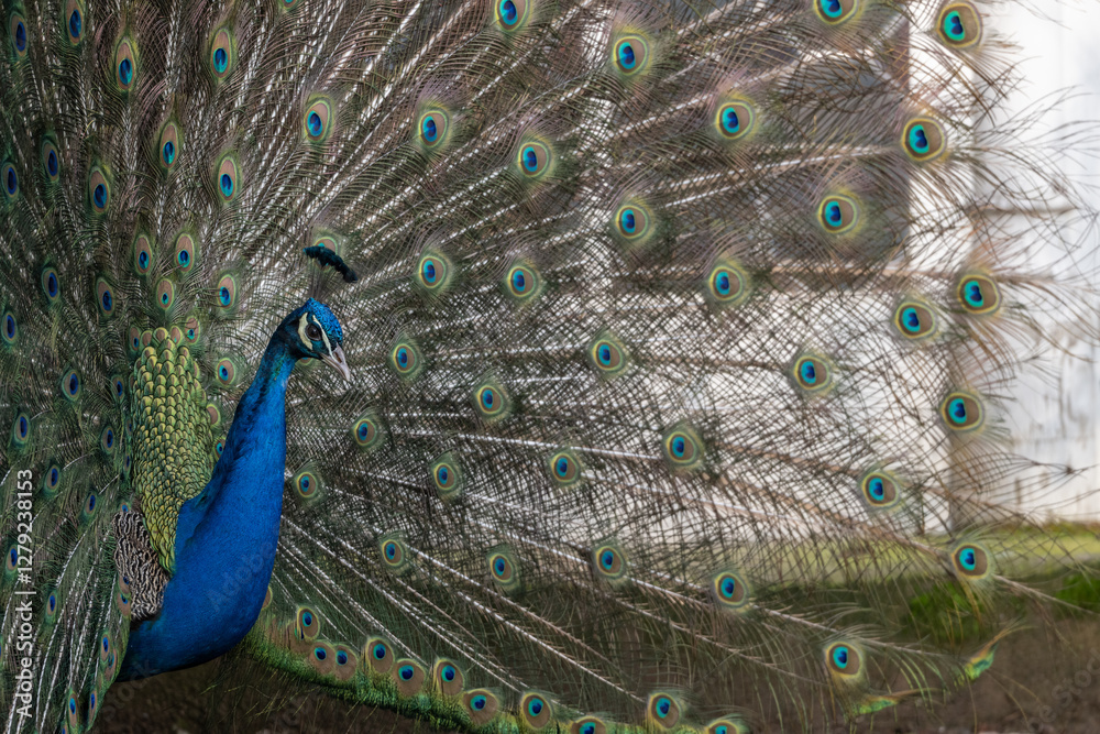 Fototapeta premium Blauer Pfau bei der Balz