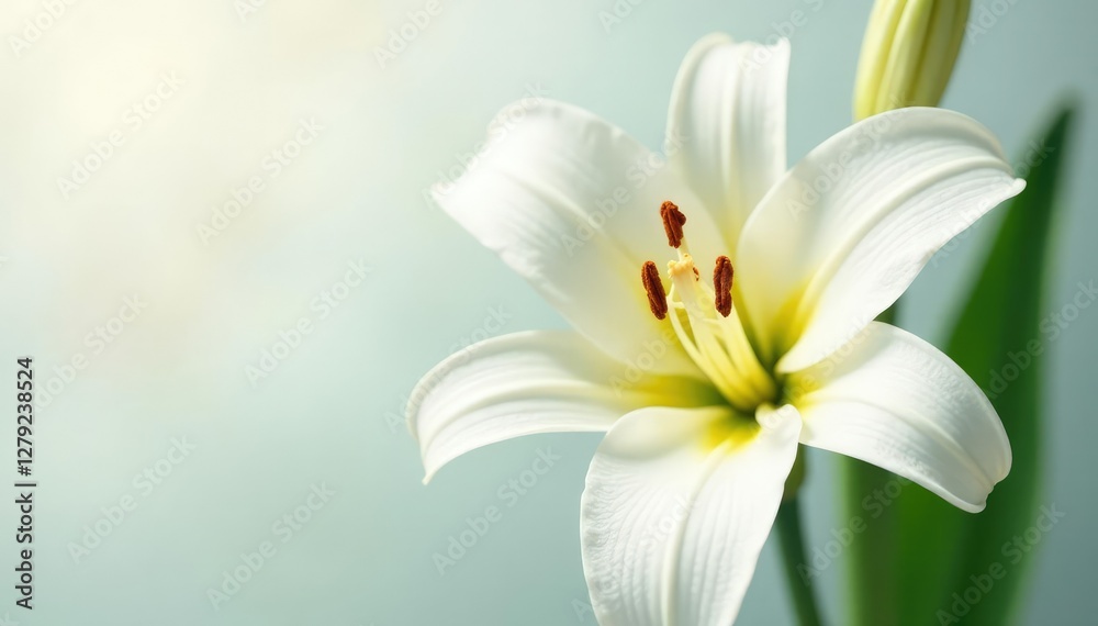 Fototapeta premium Pure white daylily petals with subtle yellow highlights, botanical, flowers