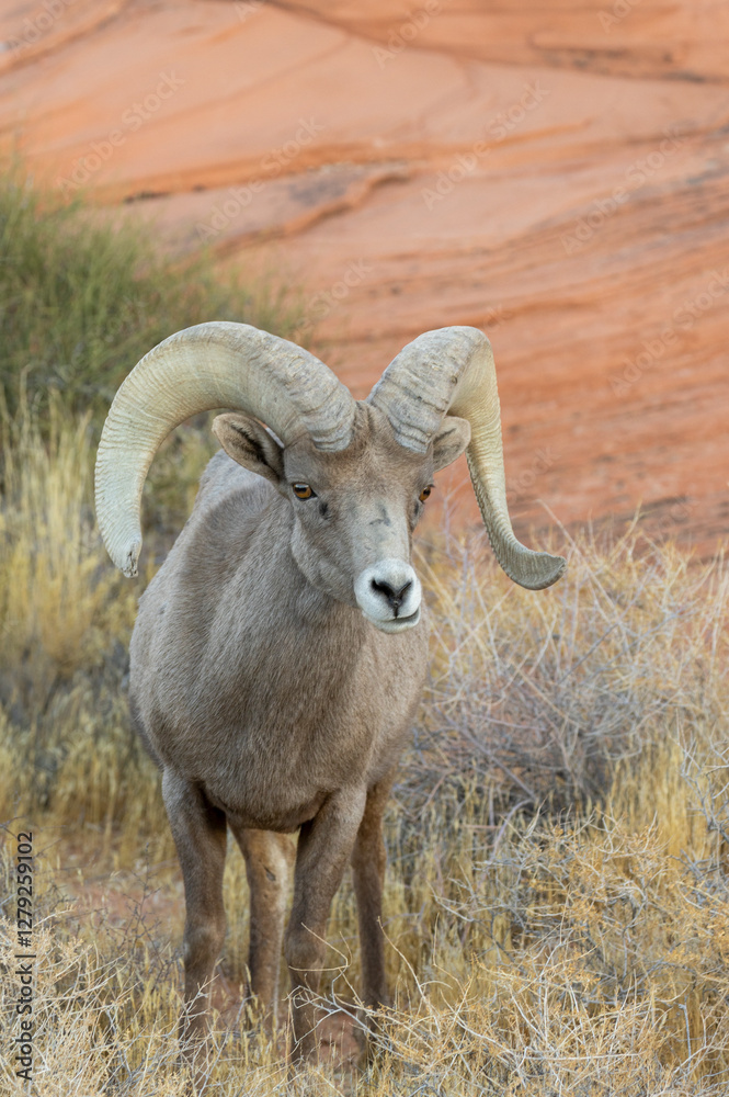 Desert Bighorn Sheep Ram in the Nevada Desert in Winter Desert Bighorn Sheep Ram in the Nevada Desert in Winter