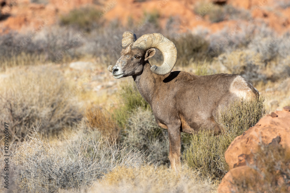 Desert Bighorn Sheep Ram in the Nevada Desert in Winter Desert Bighorn Sheep Ram in the Nevada Desert in Winter