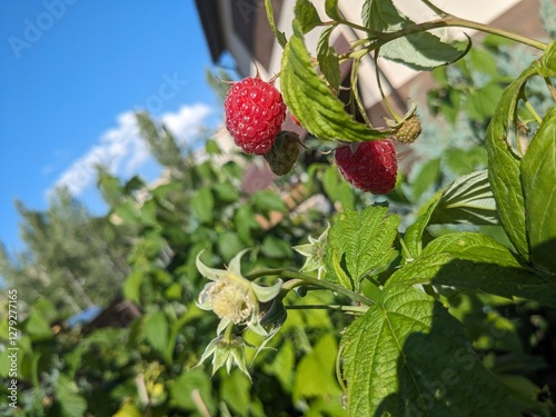 Ripe Red Raspberries on Bush Against Blue Sky and House Background