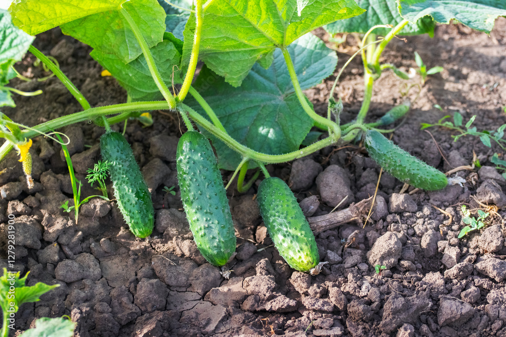 Obraz premium Ripe green cucumbers in the garden on a sunny day