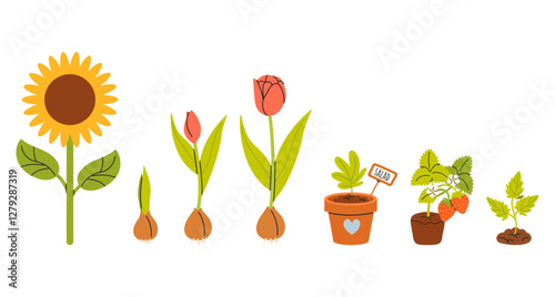 Set of different plants in hand drawn style, seedlings, sprouts sprouting for planting. Spring  work in the garden, flowers, tulips, sunflower, strawberry. Vector illustrations isolated on white 