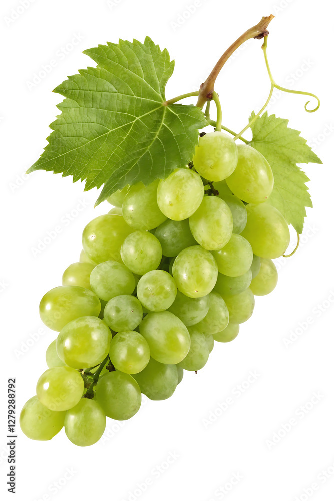 A bunch of green grapes with fine detailing and fresh leaf for food-related branding, natural designs, and illustrations A bunch of green grapes with fine detailing and fresh leaf for food-related branding, natural designs, and illustrations