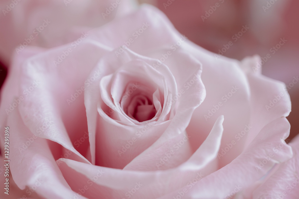 Close-up of delicate pink rose, natural background, texture. Delicate pink rose in full bloom with velvety petals in soft focus. Concept of romance, beauty, and timeless elegance Close-up of delicate pink rose, natural background, texture. Delicate pink rose in full bloom with velvety petals in soft focus. Concept of romance, beauty, and timeless elegance