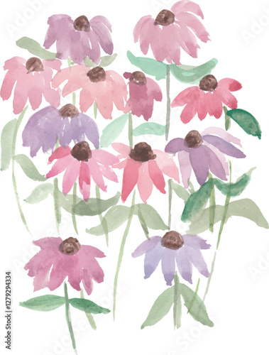 pastel cone flowers hand drawn watercolour