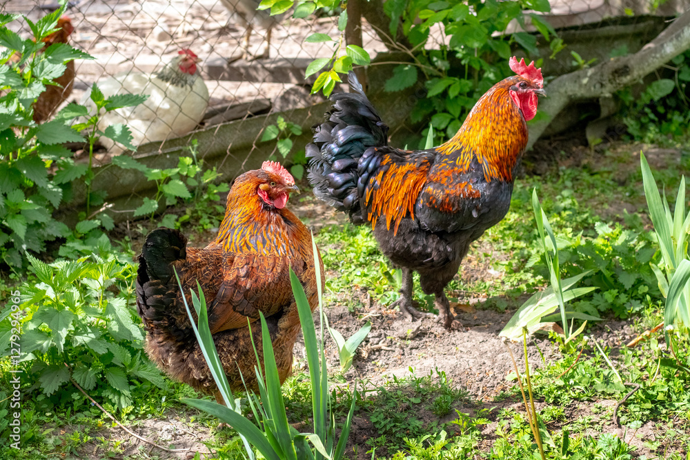 rooster and chickens in the garden in summer on a sunny day
