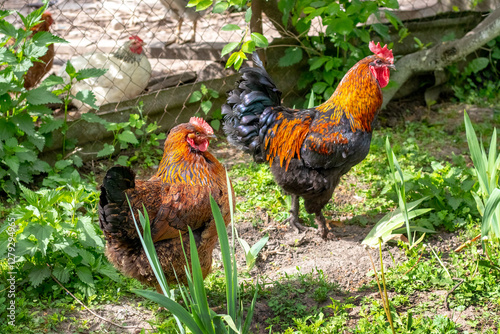 Obraz na płótnie rooster and chickens in the garden in summer on a sunny day w salonie
