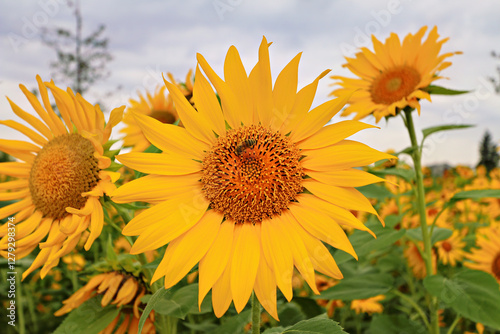 blooming yellow sunflower closeup of flower with bee full of pollen