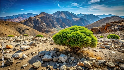 UAE Hajar Mountains Green Bush Minimalist Landscape