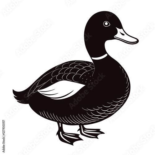 scaup vector illustration, duck