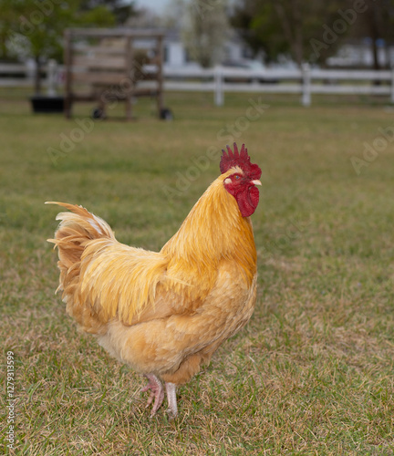 Obraz na płótnie Bright gold free ranging chicken rooster w salonie