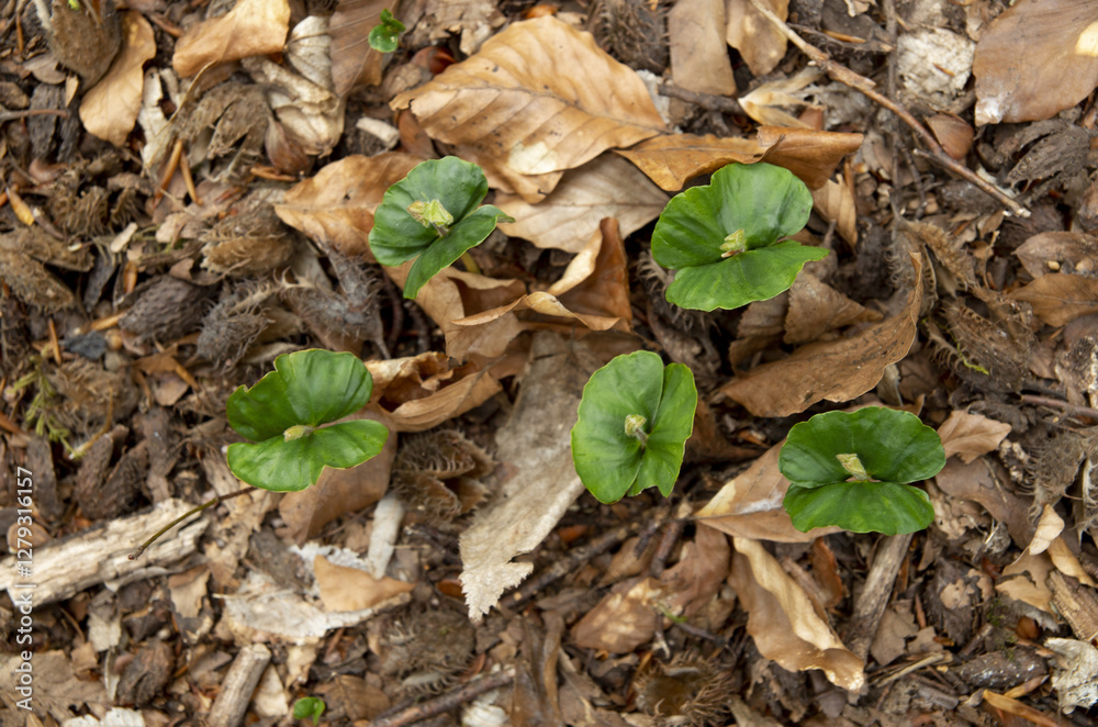 Small beeches sprouted in the spring from seeds in forest Small beeches sprouted in the spring from seeds in forest