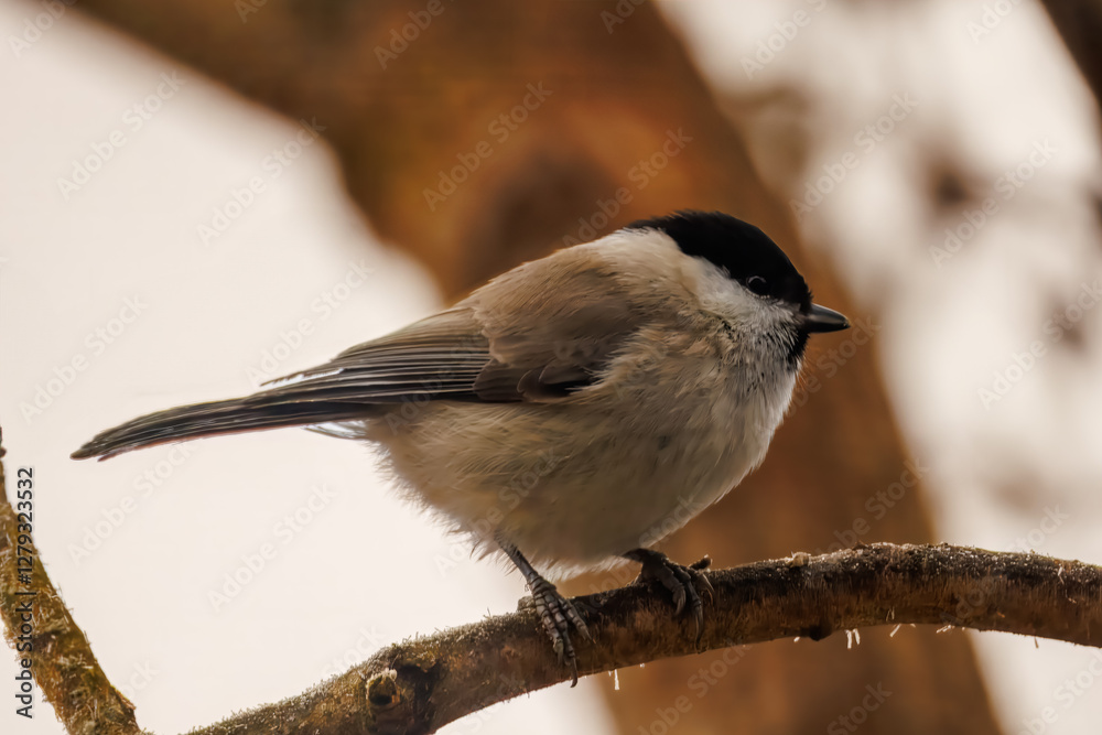 Naklejka premium Marsh tit on a frosty stick