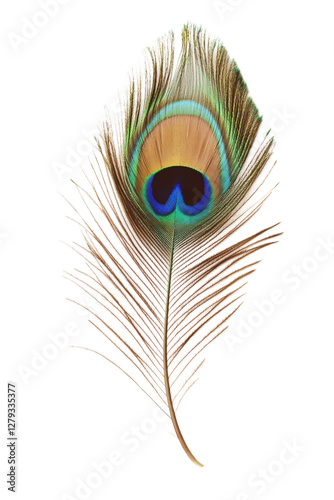 Isolated Brown Peacock Feather