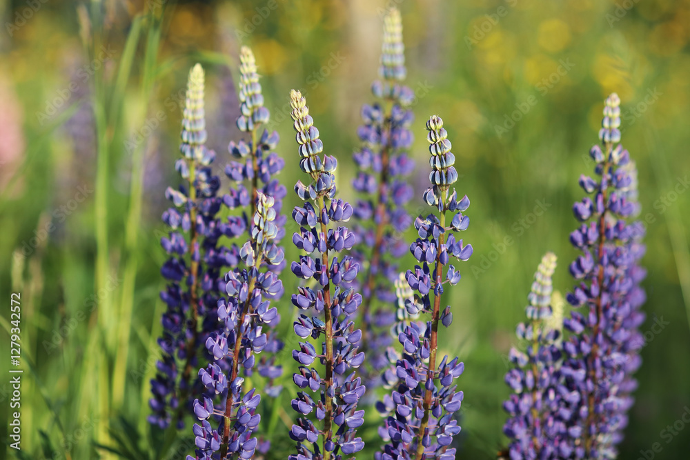 Fototapeta premium Purple lupine flowers blooming in a summer meadow with soft green and yellow background. Perfect for nature, floral, and botanical-themed projects.
