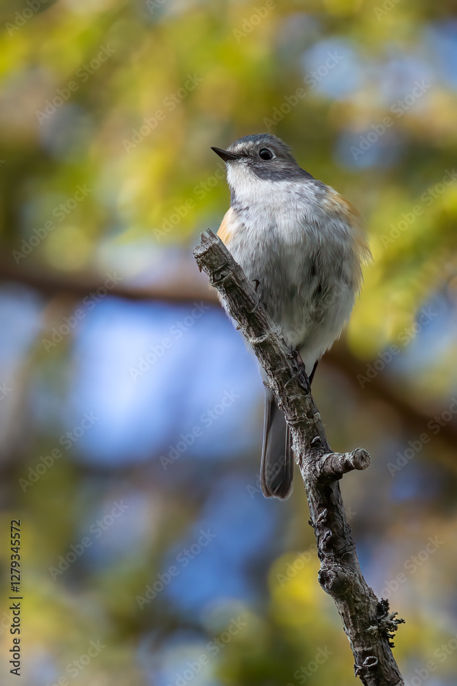Naklejka premium Orange-flanked Bush Robin