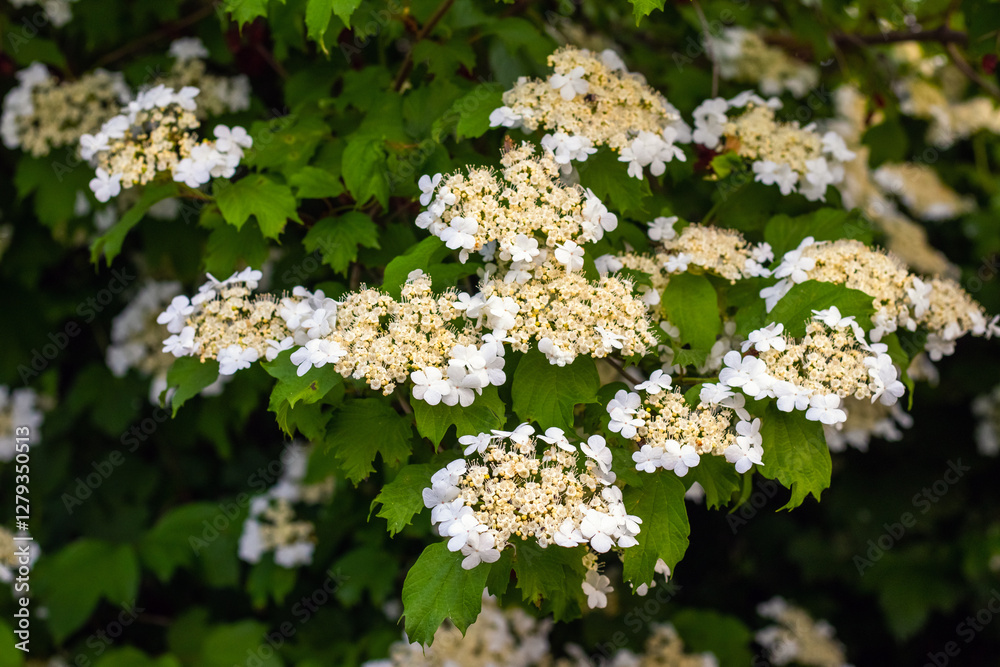 Viburnum blossoming, white delicate flowers of viburnum on a bush in the garden Viburnum blossoming, white delicate flowers of viburnum on a bush in the garden