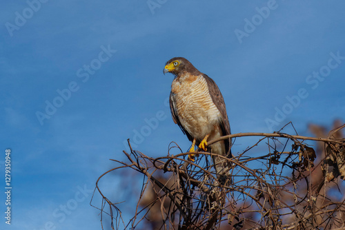 Beautiful Roadside Hawk (Rupornis magnirostris) perched on a tree branch photo