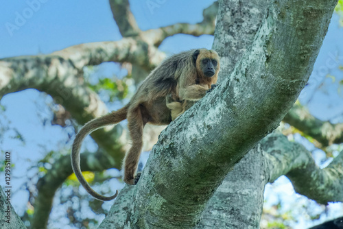 Closeup portrait of a Bolivian red howler monkey (Alouatta sara) sitting in treetops in the Pampas del Yacuma, Bolivia.
