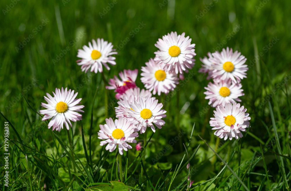 Fototapeta premium Spring daisies in full bloom, standing tall in sunlit green meadow. Soft petals and vibrant centers create fresh, natural scene, highlighting the elegance of wildflowers in summer seasonal landscape