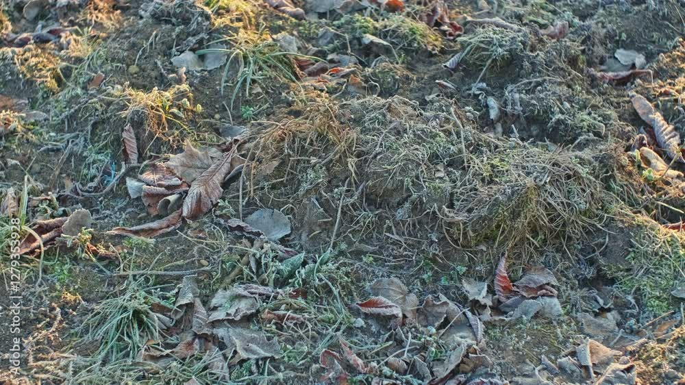 Hoarfrost Crystals on Wilted Withered Leaves and Grass on Cold Morning Hoarfrost Crystals on Wilted Withered Leaves and Grass on Cold Morning