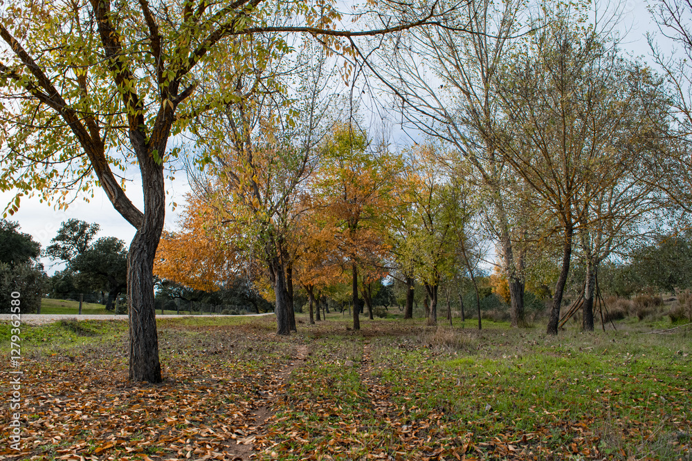 park with large, lush, colorful trees in autumn and nature trails in a wide view park with large, lush, colorful trees in autumn and nature trails in a wide view