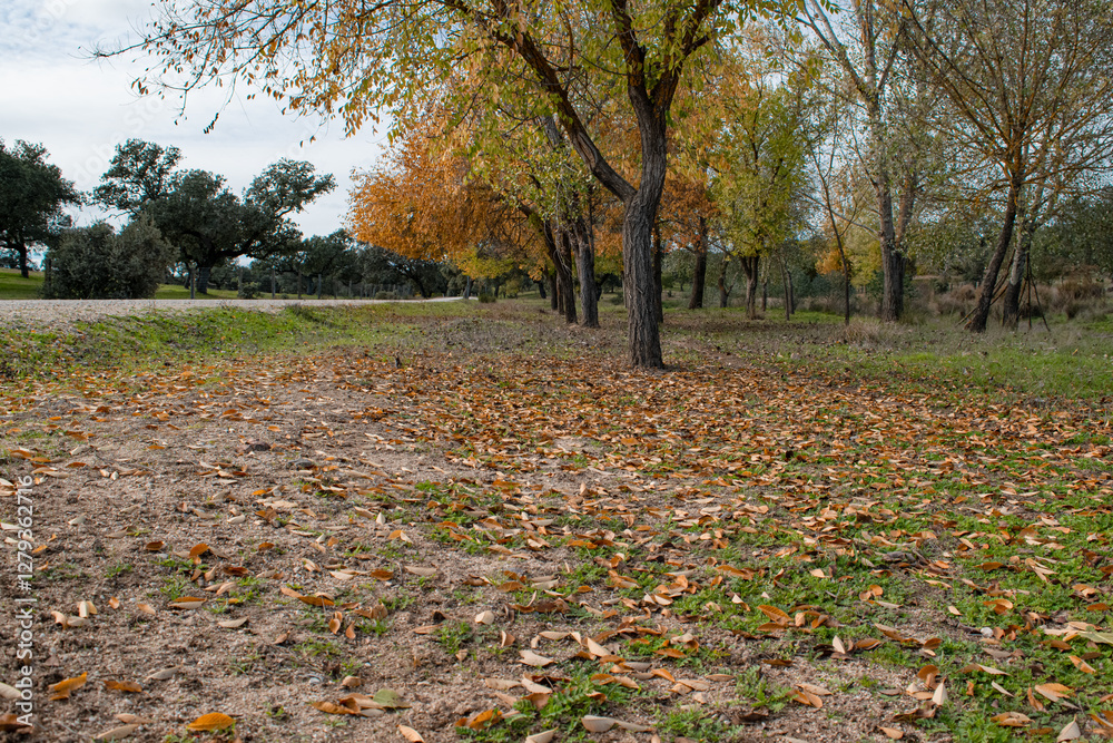 Crowd of dry orange and yellow leaves fall to the ground in a beautiful park in autumn. Crowd of dry orange and yellow leaves fall to the ground in a beautiful park in autumn.